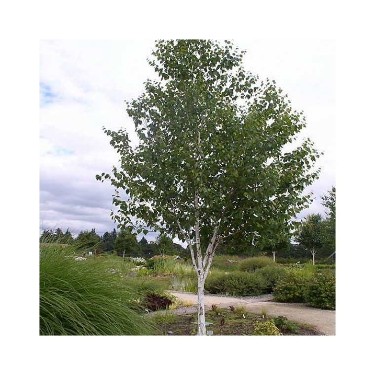 Betula utilis'Doorenbos' 
