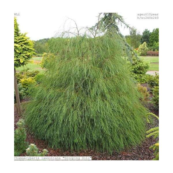Chamaecyparis lawsoniana'Drooping solo' 