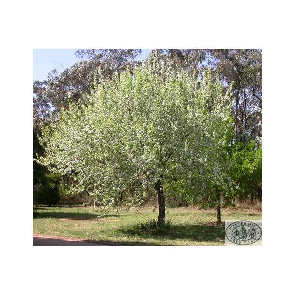 Pyrus nivalis 