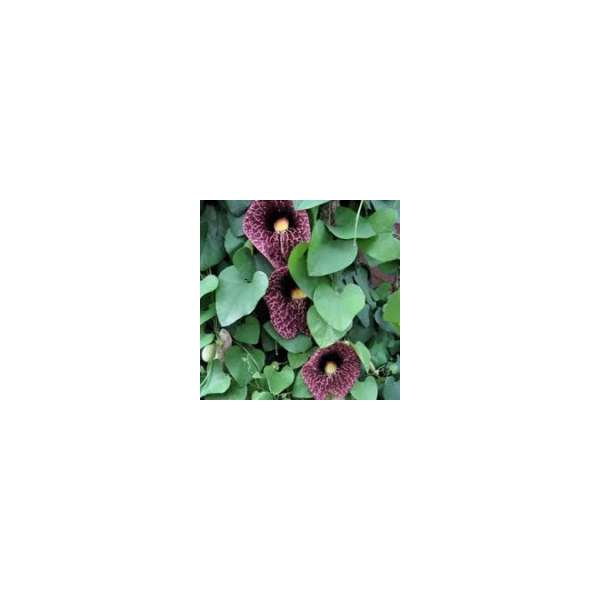 Aristolochia macrophylla 