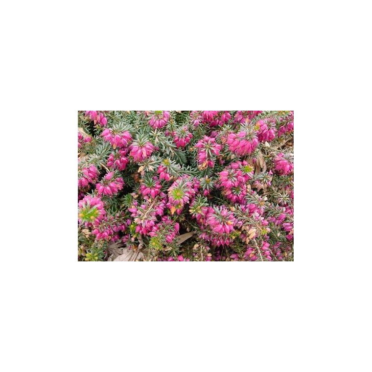 Erica carnea'Rubinteppich' 