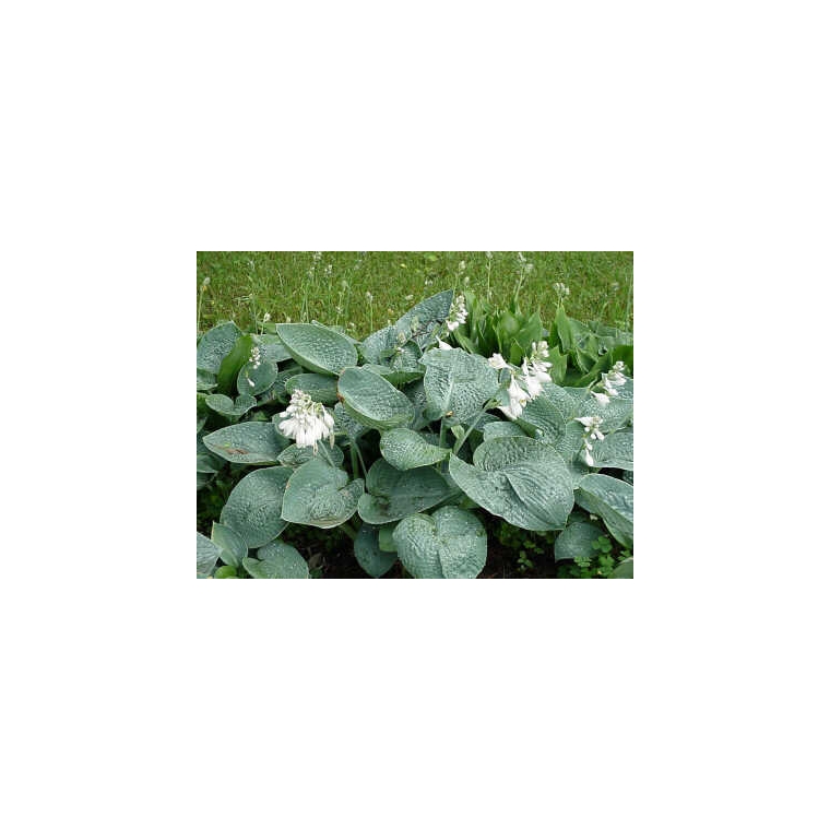 Hosta hybride'Big Daddy'