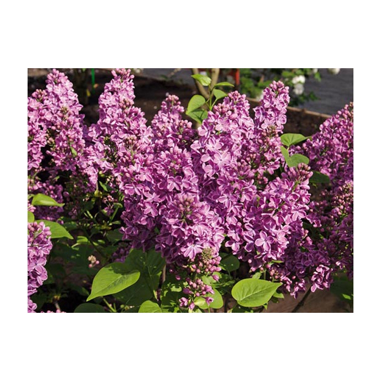Syringa vulgaris'G.J.Baardse' 
