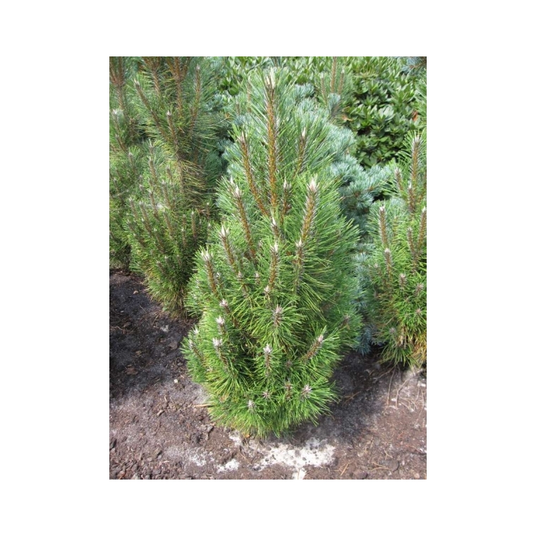 Pinus nigra'Richard' 