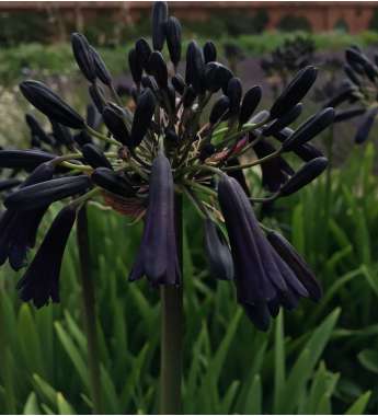 Agapanthus'Black Magic' 