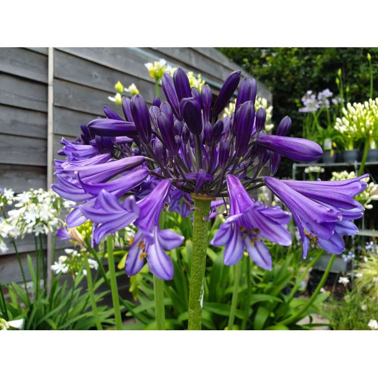 Agapanthus'Black Pantha' 