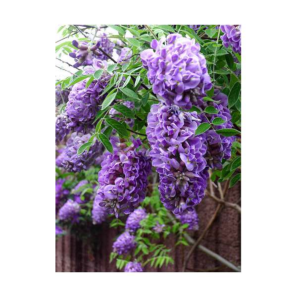 Wisteria fruticosa'Longwood Purple' 