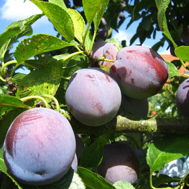 Pruim'Bleue de Belgique' 