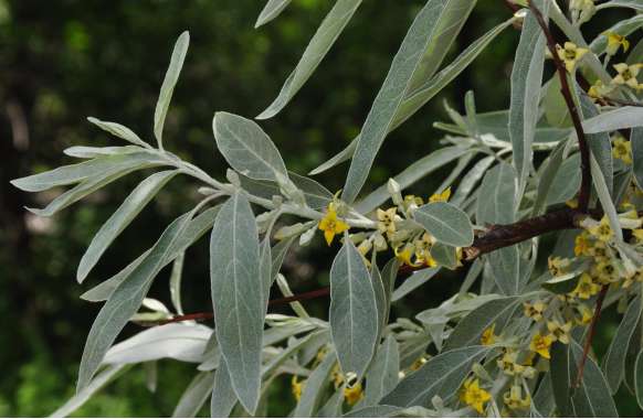 Elaeagnus angustifolia 