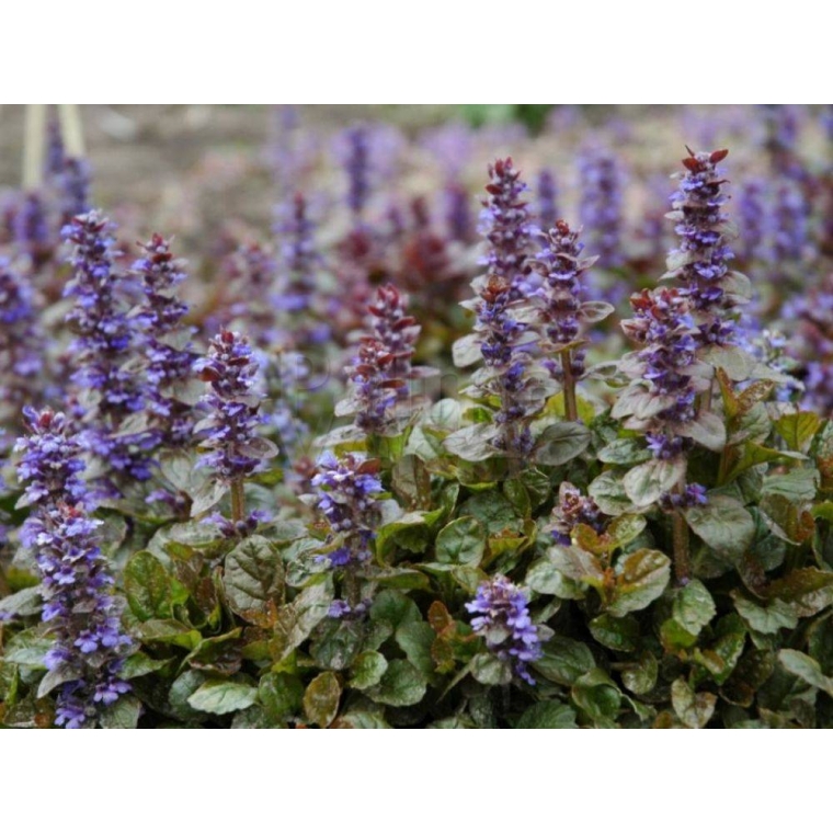 Ajuga reptans'Atropurpurea' 
