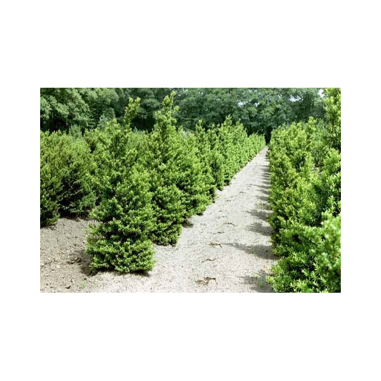 Ilex crenata'Blondie 