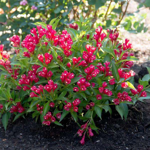 Weigelia florida'All Summer Red' 
