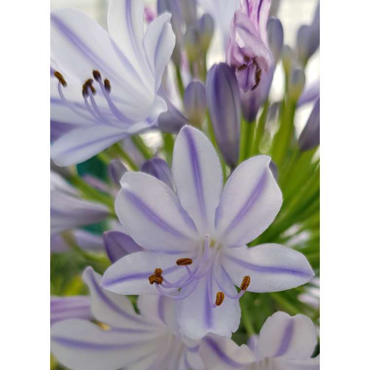 Agapanthus'Blue Flare' 