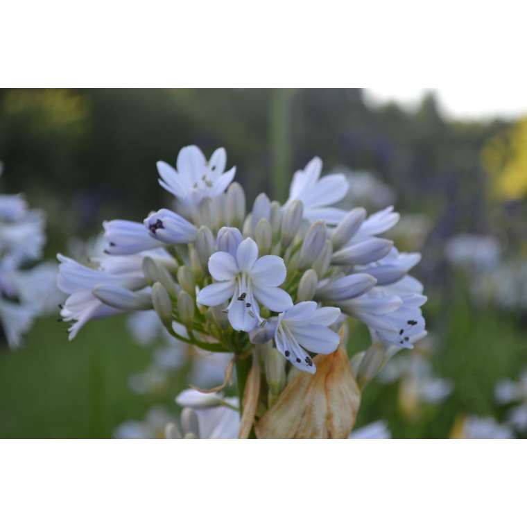 Agapanthus'Blue Moon' 