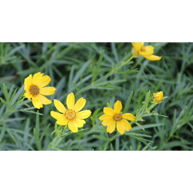 Coreopsis palmata