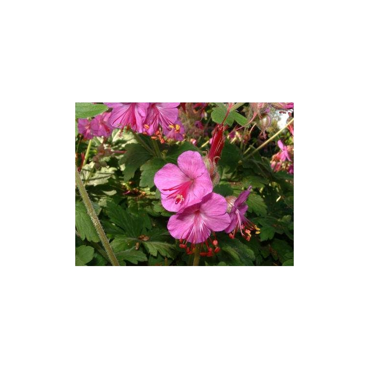 Geranium macrorrhizum'Vitalis'