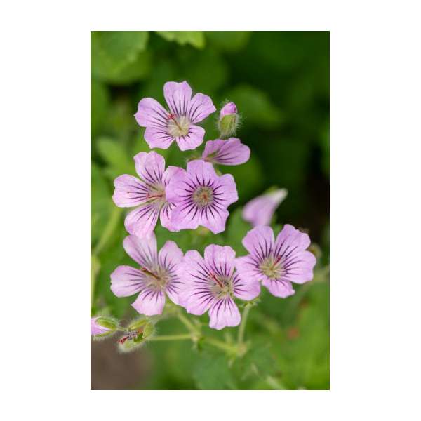 Geranium'Karen Wouters'