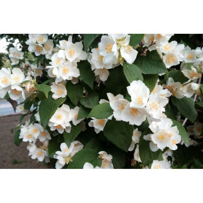 Philadelphus'Mont Blanc' 