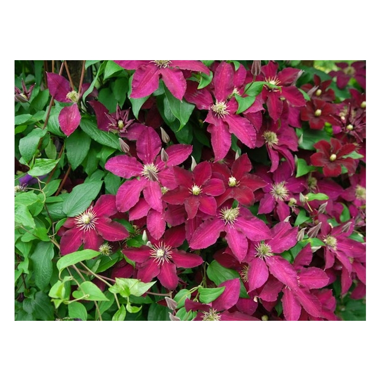 Clematis'Ernest Markham' 