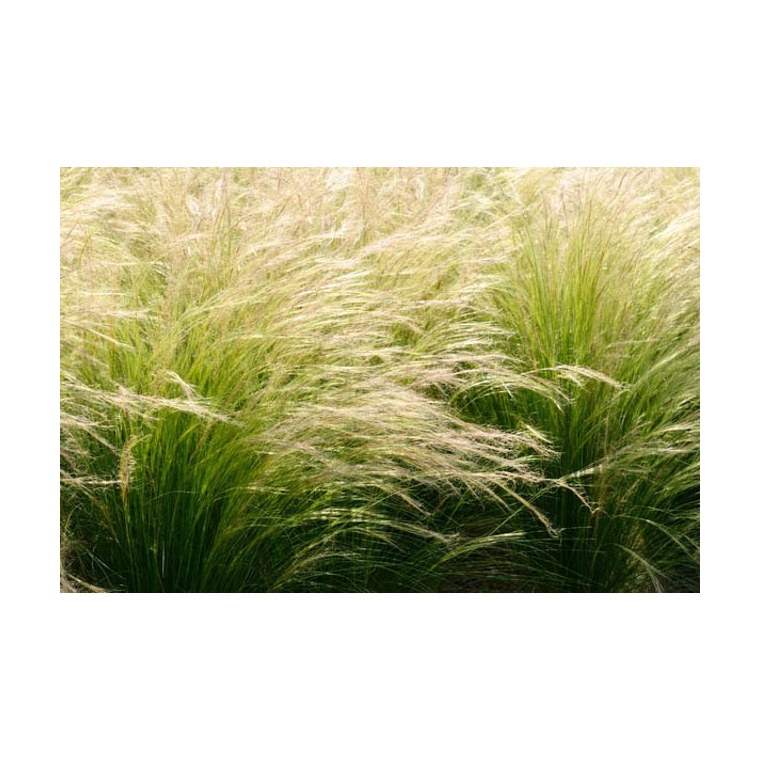 Stipa tenuissima