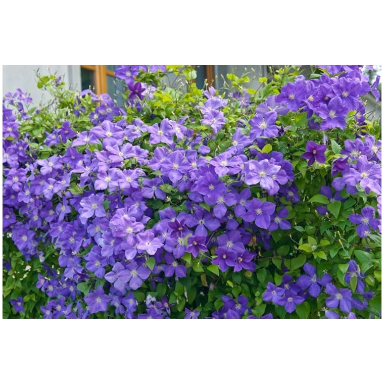 Clematis'Jackmanii' 