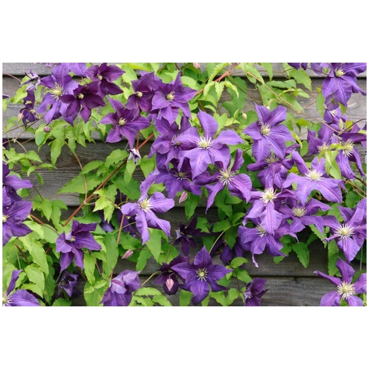 Clematis'Aotearoa' 