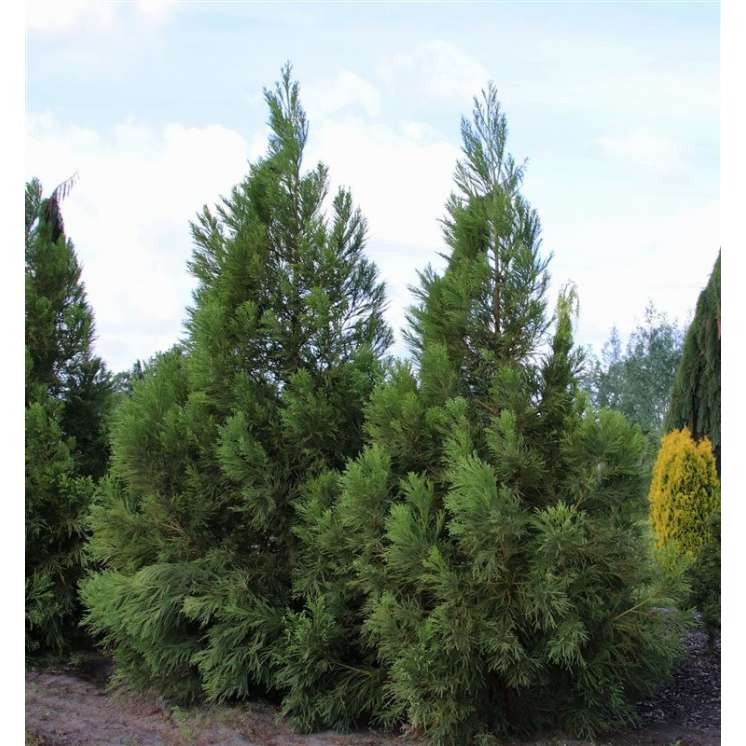 Cryptomeria japonica'Kitayama 