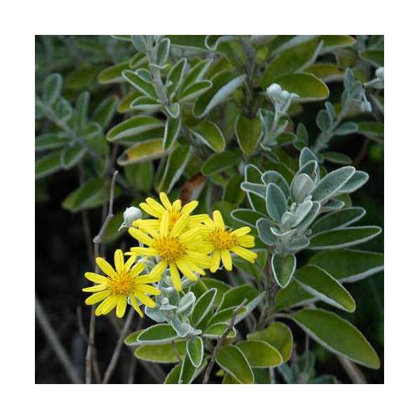 Brachyglottis'Sunshine' 