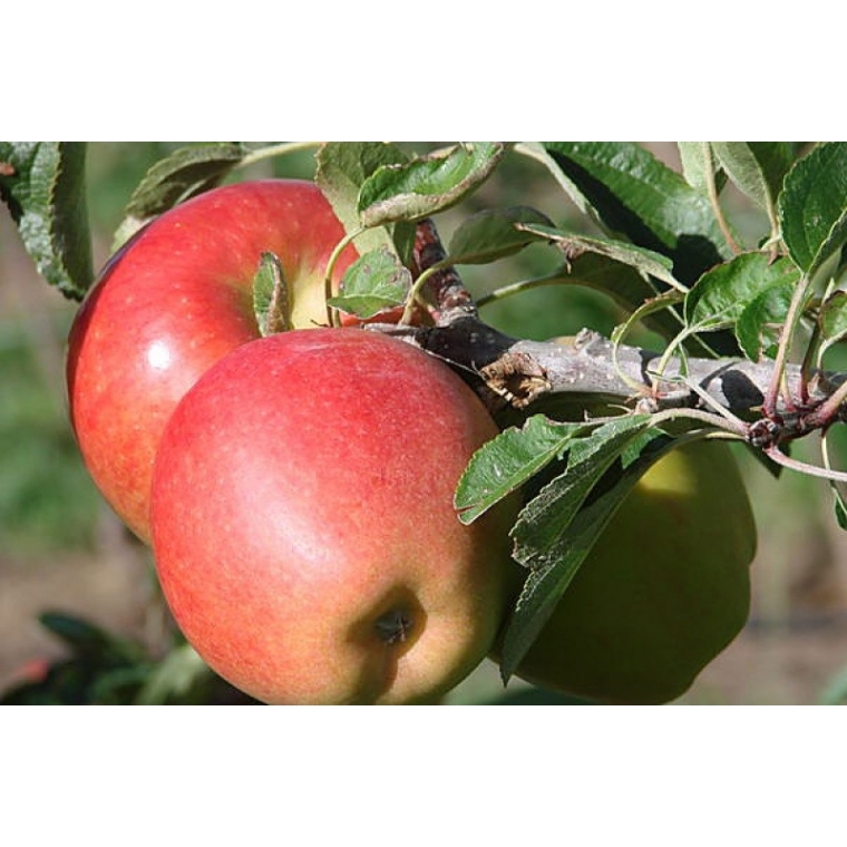 Appel'Braeburn' 