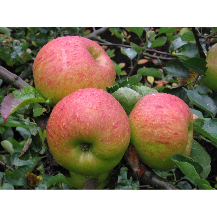 Appel'Bramley's Seedling' 