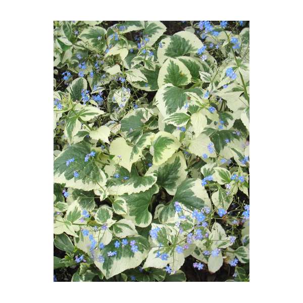Brunnera macrophylla'Dawson's White'
