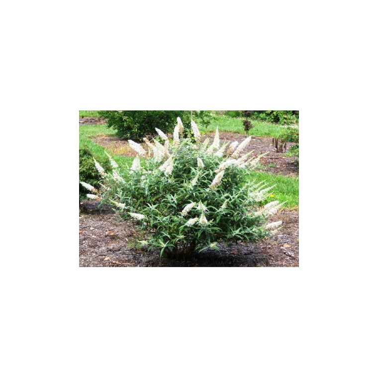 Buddleja davidii'White Ball' 