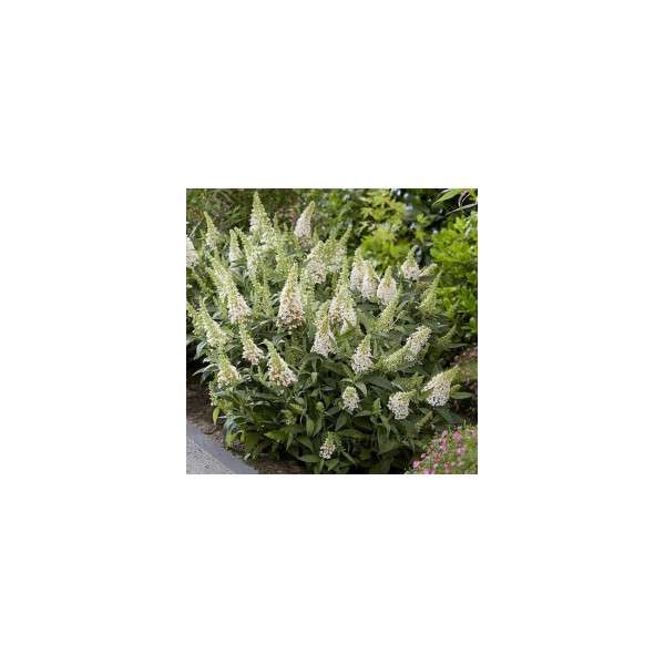 Buddleja davidii'Butterfly Candy Little White' 