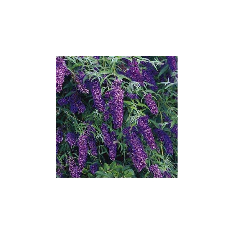 Buddleja davidii'Black Knight' 