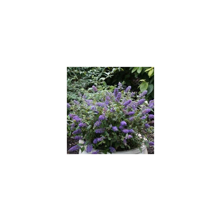 Buddleja'Blue Chip' 