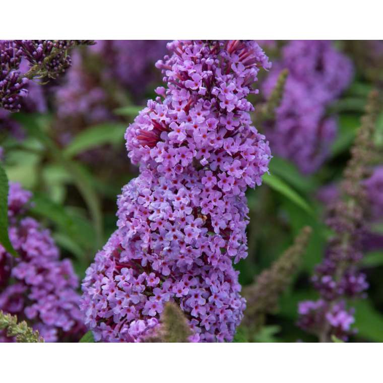 Buddleja'Buzz Violet' 