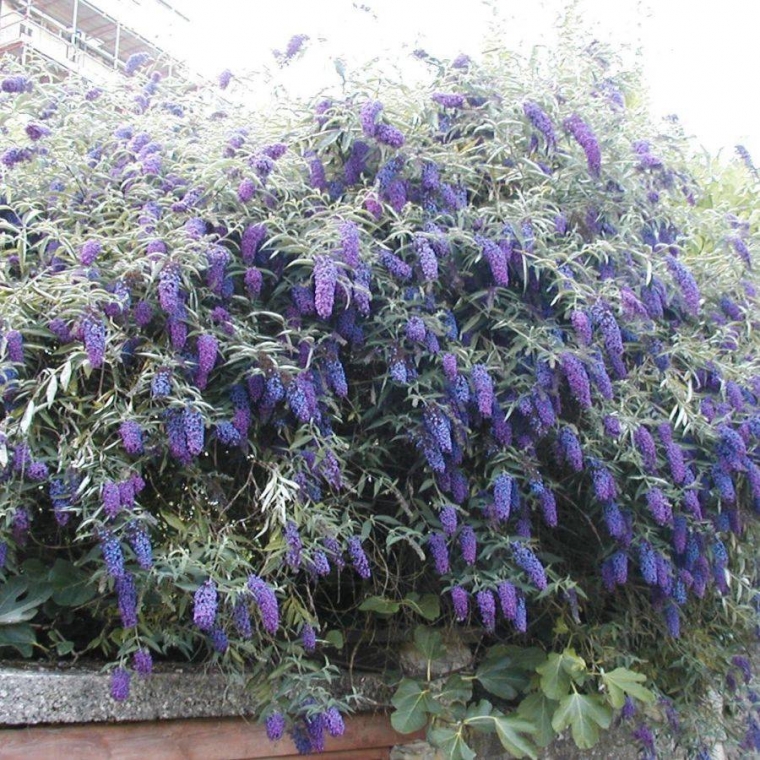 Buddleja davidii'Nanho Blue' 