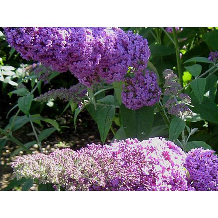 Buddleja'Reve de Papillon Pink' 
