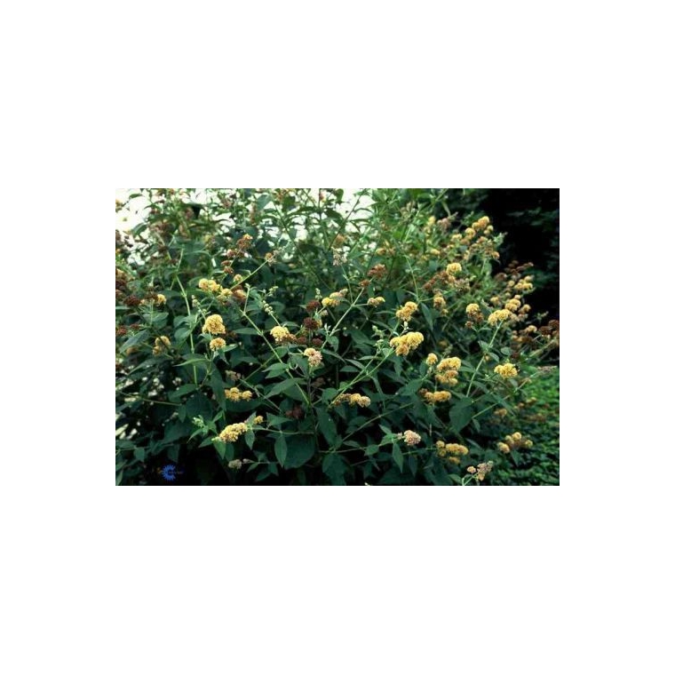 Buddleja weyeriana'Sungold' 