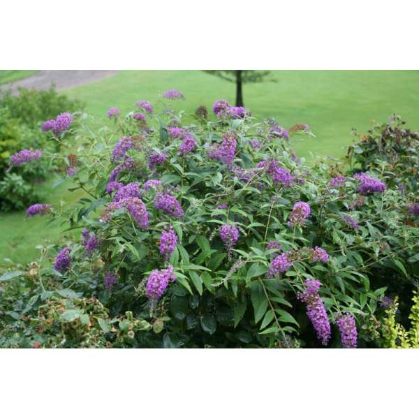 Buddleja'Purple Chip' 