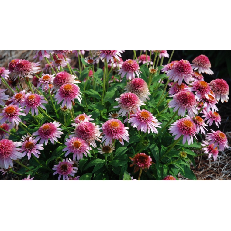 Echinacea purpurea'Butterfly Kisses'