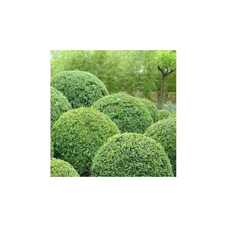 Buxus sempervirens bolvorm 
