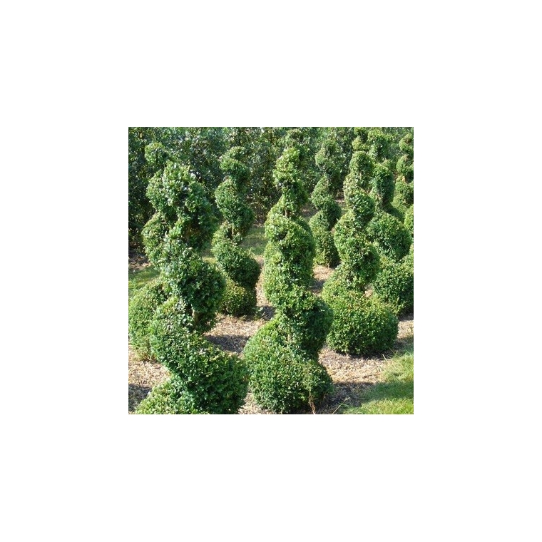 Buxus sempervirens spiraal 