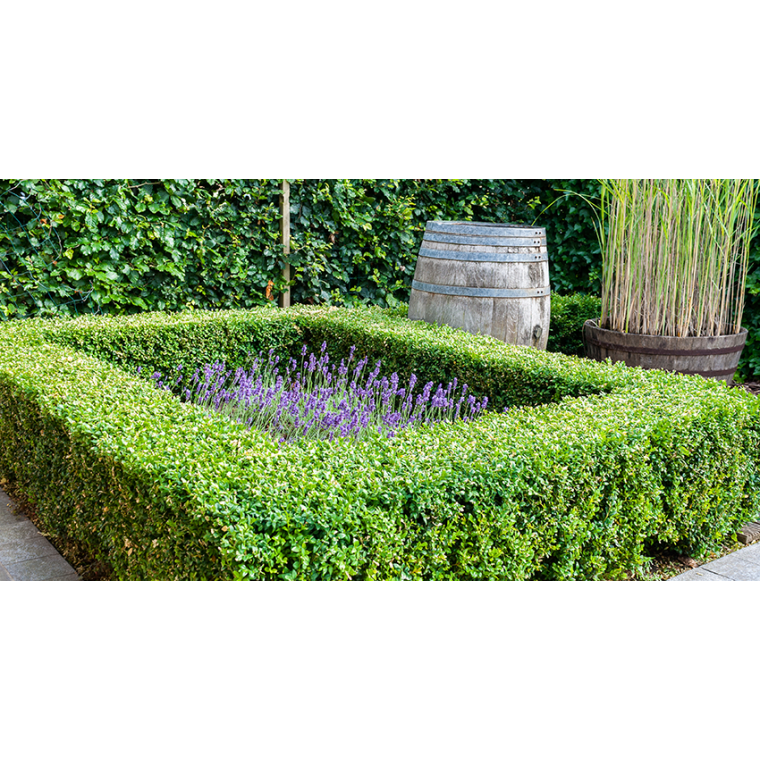 Buxus sempervirens 
