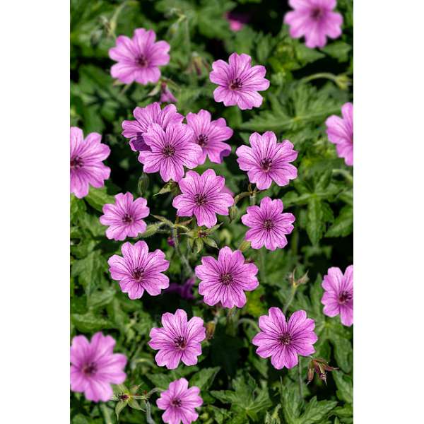 Geranium'Elworthy Eyecather'