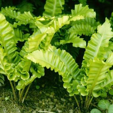 Asplenium scolopendrium'Undulatum'