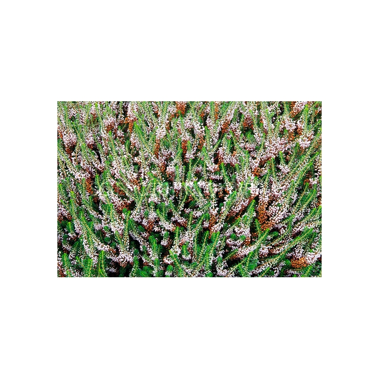 Erica vagans'Lyonesse' 