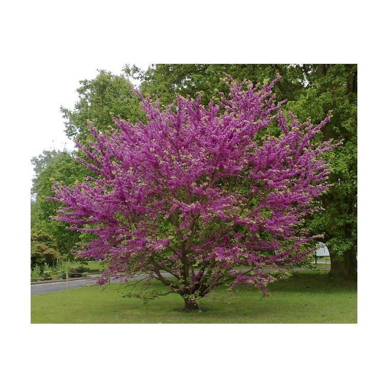 Cercis siliquastrum 