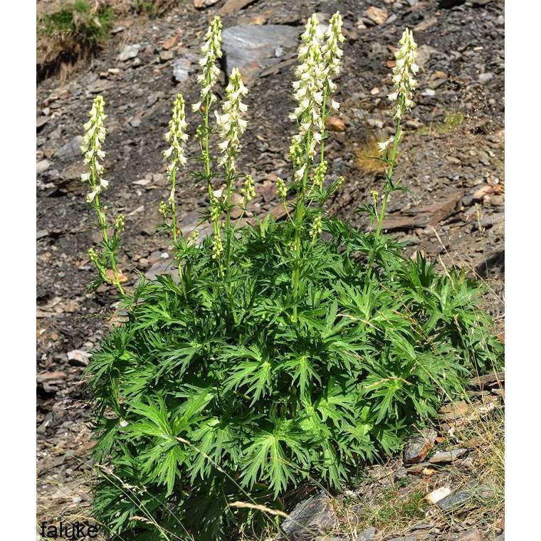 Aconitum vulparia