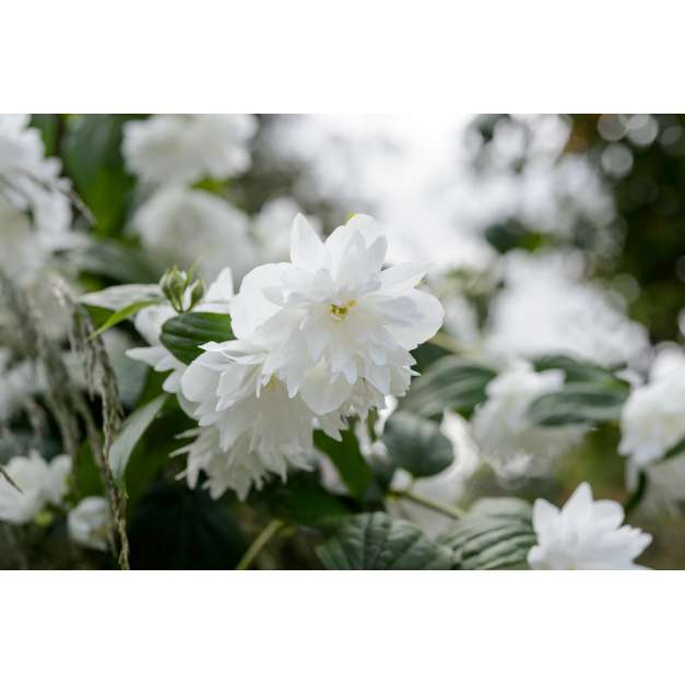 Philadelphus'Minnesota Snowflake' 